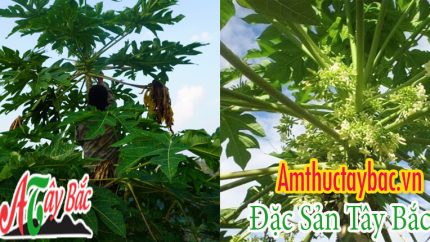 cay hoa du du duc tai amthuctaybacvn