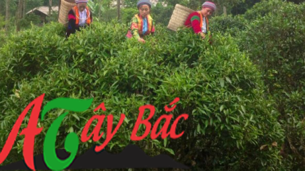 CHÈ TÀ XÙA 400G 5 che ta xua bac yen.jpg01