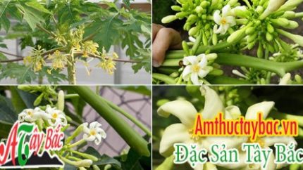 hoa du du duc tai amthuctaybacvn 0x250