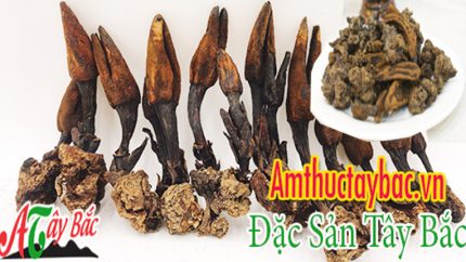 NẤM NGỌC CẨU TÂY BẮC 4 nam ngoc cau su dung duoc quanh nam amthuctaybacvn345