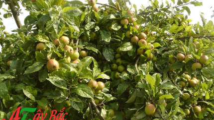 Tao meo bac yen amthuctayba 1