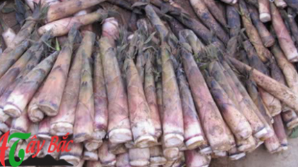 MĂNG VẦU TÂY BẮC 4 mang ngot Son la 0x250