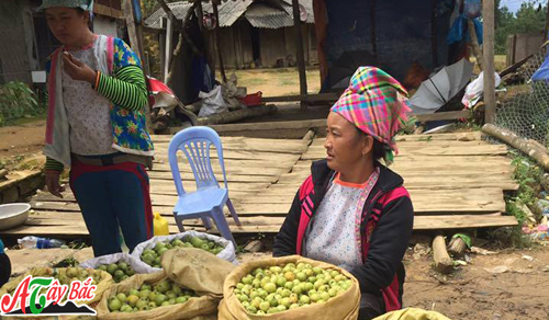 Lựa chọn táo mèo để ngâm rượu