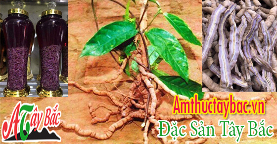 Cây ba kích tím khai thác Tây Bắc