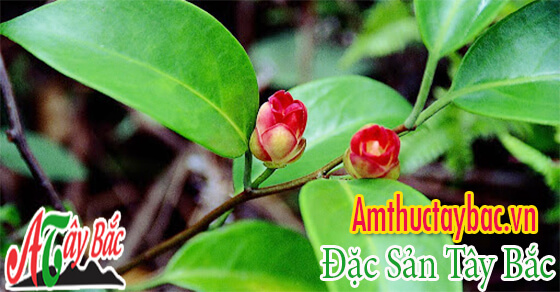 Cây tứn khửn Tây Bắc