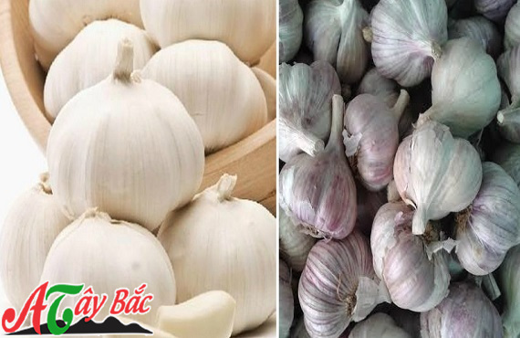 Chọn những nhánh tỏi to, đều