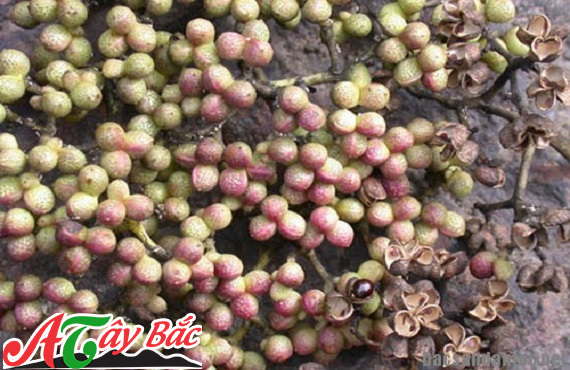 Quả mắc khén trông giống như quả của cây rau mùi