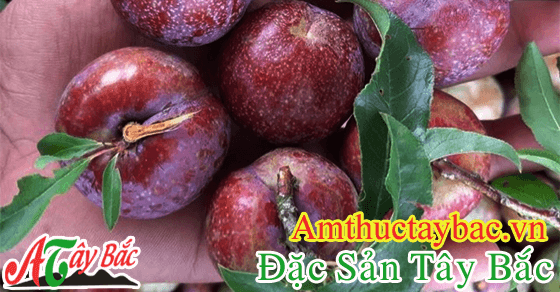 Mận Mộc Châu bóng bẩy, căng mịn