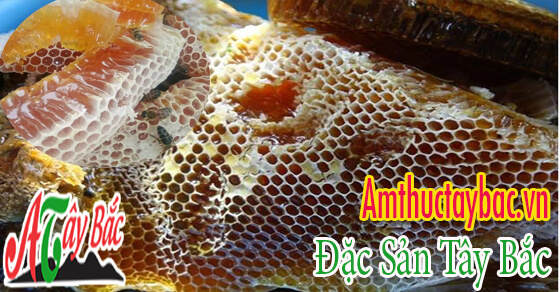 MAT ONG RUNG NGUYEN SAP