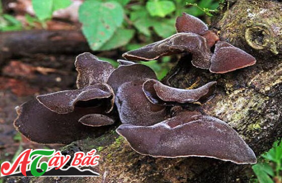 Moc nhi rung loai thuoc thao duoc ma khong phai ai cung biet 1 1 e1690948384972