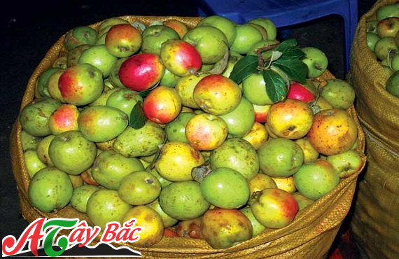 Những quả táo mèo thơm ngon