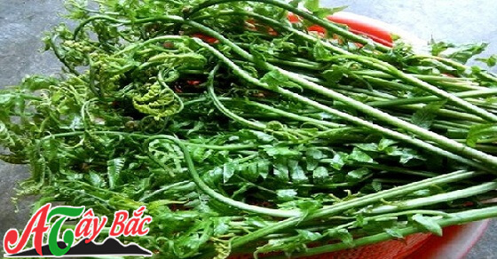 Những ngọn rau dơn tươi ngon