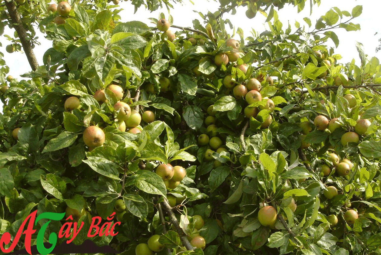 Táo Mèo Bắc Yên Sơn La