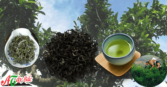 Chè tà xùa được hãi từ tự nhiên do chinh tay của người dân Chè tà xùa được hãi từ tự nhiên do chinh tay của người dân