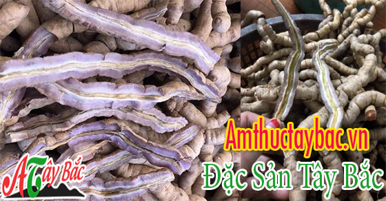 Ba kích rừng thường có chiều dài dao động từ 5 – 10cm