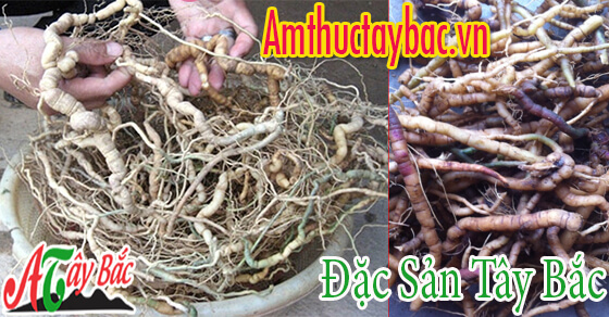 Ba kích rừng thường củ nhỏ chiều dài dao động từ 5 – 10cm