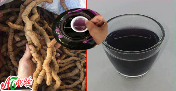 Ba kích tím chuẩn ngon chỉ có ở ẩm thực Tây Bắc Ba kích tím chuẩn ngon chỉ có ở ẩm thực Tây Bắc