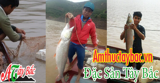Cá thường được dùng là cá chính gốc sông Đà