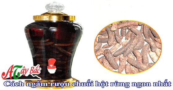 Chuối hột rừng ngâm với rượu thức uông tăng cường cho sức khỏe