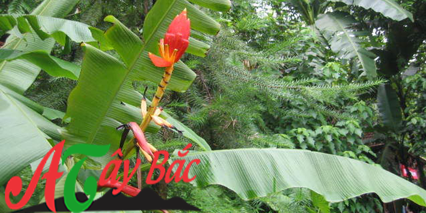 cay chuoi hot rung tay bac