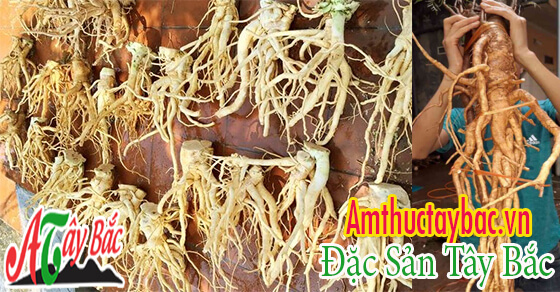 Củ đinh lăng thường có nhiều rễ