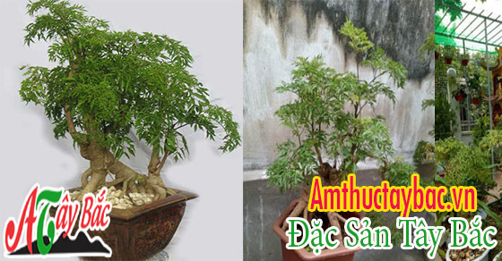 Cây đinh lăng thường được trồng tại các gia đình Việt