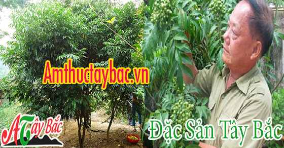 Cây mắc mật có chiều cao dạng trung bình Cây mắc mật có chiều cao dạng trung bình