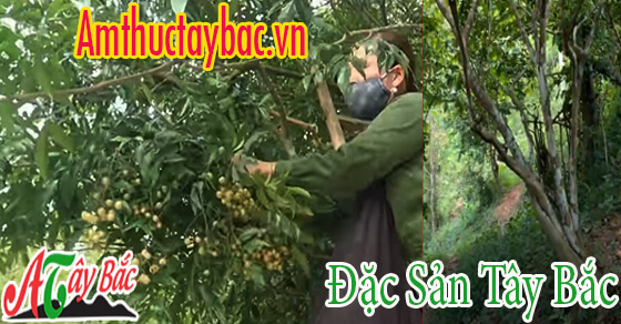 Cây mắc mật dùng làm gì