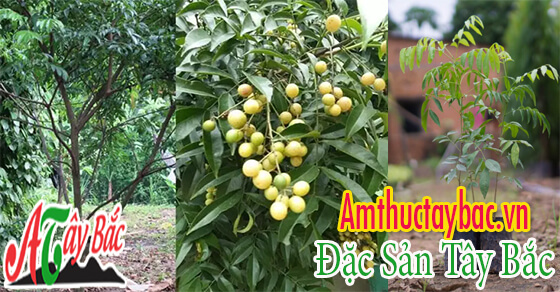 Mắc mật là cây thân thảo được nhiều hộ gia đình trồng