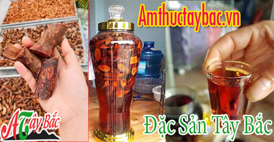 Cây mú tửn chuyên dùng để ngâm rượu Cây mú tửn chuyên dùng để ngâm rượu