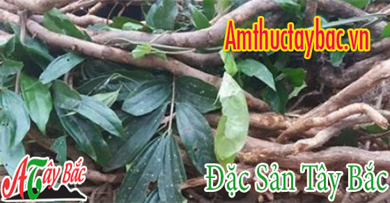 Cây mú tửn có kích thước trung bình Cây mú tửn có kích thước trung bình