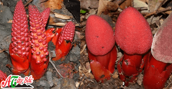 cay nam ngoc cau ngam ruou