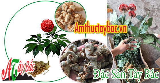 Cây tam thất là loại cây thân mảnh