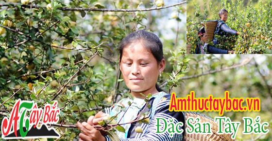 Y học hiện đại nghiên cứu về cây sơn tra