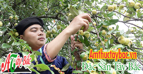 Cây sơn tra có nhiều tác dụng trong cuộc sống