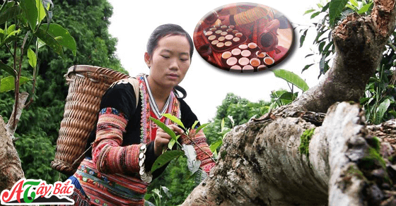 Chè Tà xùa cổ thụ Bắc Yên chỉ có Tại Âm Thục Tây Bắc Chè Tà xùa cổ thụ Bắc Yên chỉ có Tại Âm Thục Tây Bắc