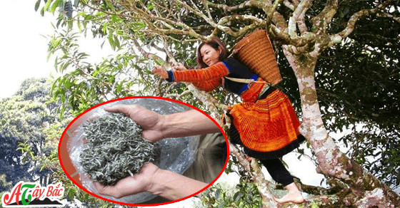 che ta xua bi quyet cua vun