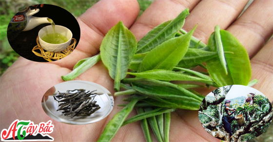 Chè tà xùa thơm chuẩn chỉ có tại Ẩm Thực Tây Bắc Chè tà xùa thơm chuẩn chỉ có tại Ẩm Thực Tây Bắc