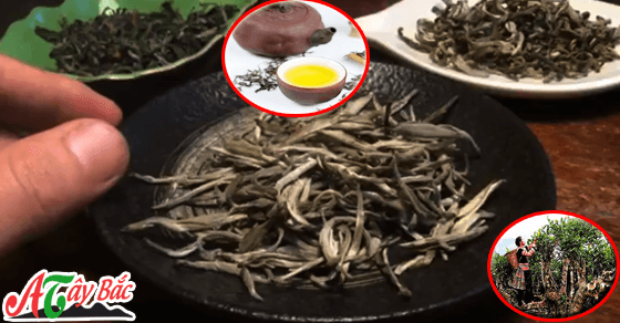 Chè tà xùa một trong những đặc sản chinh chỉ có tại Bắc Yên Chè tà xùa một trong những đặc sản chinh chỉ có tại Bắc Yên