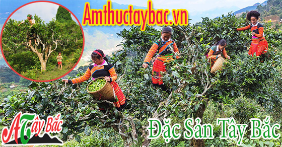 Chè Tà Xùa thường được sống trên các ngọn núi cao