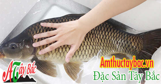 Cần lựa chọn loại cá chép tươi sống có thịt dầy