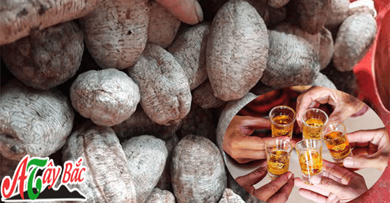 Chuối hột rừng khô là nguyên liệu để ngâm rượu tốt cho sức khỏe Chuối hột rừng khô là nguyên liệu để ngâm rượu tốt cho sức khỏe