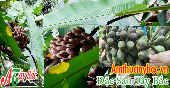 Chuối hột rừng chuẩn Tây Bắc chỉ có Tại AMTHUCTAYBAC.VN