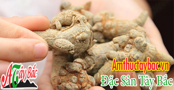 Củ tam thất có tác dung tốt cho sức khỏe của mọi người