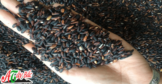 Những hạt gạo nếp cẩm nương chuẩn Tây Bắc