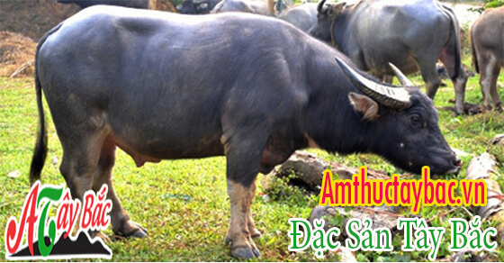 Làm giò thủ trâu ngon phải chọn những con trâu to khỏe