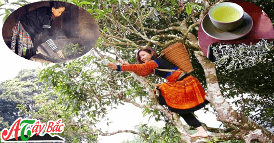 Đến tà xùa để cùng trải nghiệm công việc hãi chè của người dân tộc nơi đây Đến tà xùa để cùng trải nghiệm công việc hãi chè của người dân tộc nơi đây