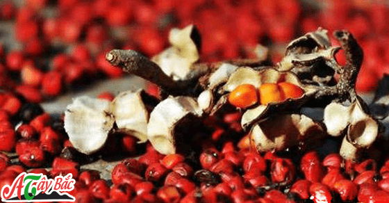 hat doi chin amthuctaybacvn