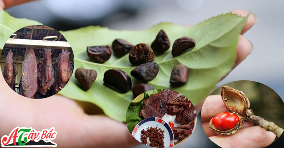 Hạt dổi rừng thơm ngon chuẩn vị âm thực Tây Bắc
