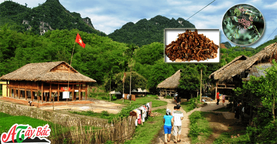 Tây Bắc là nơi có những đặc sản và gia vị riêng của vùng cao Tây Bắc là nơi có những đặc sản và gia vị riêng của vùng cao